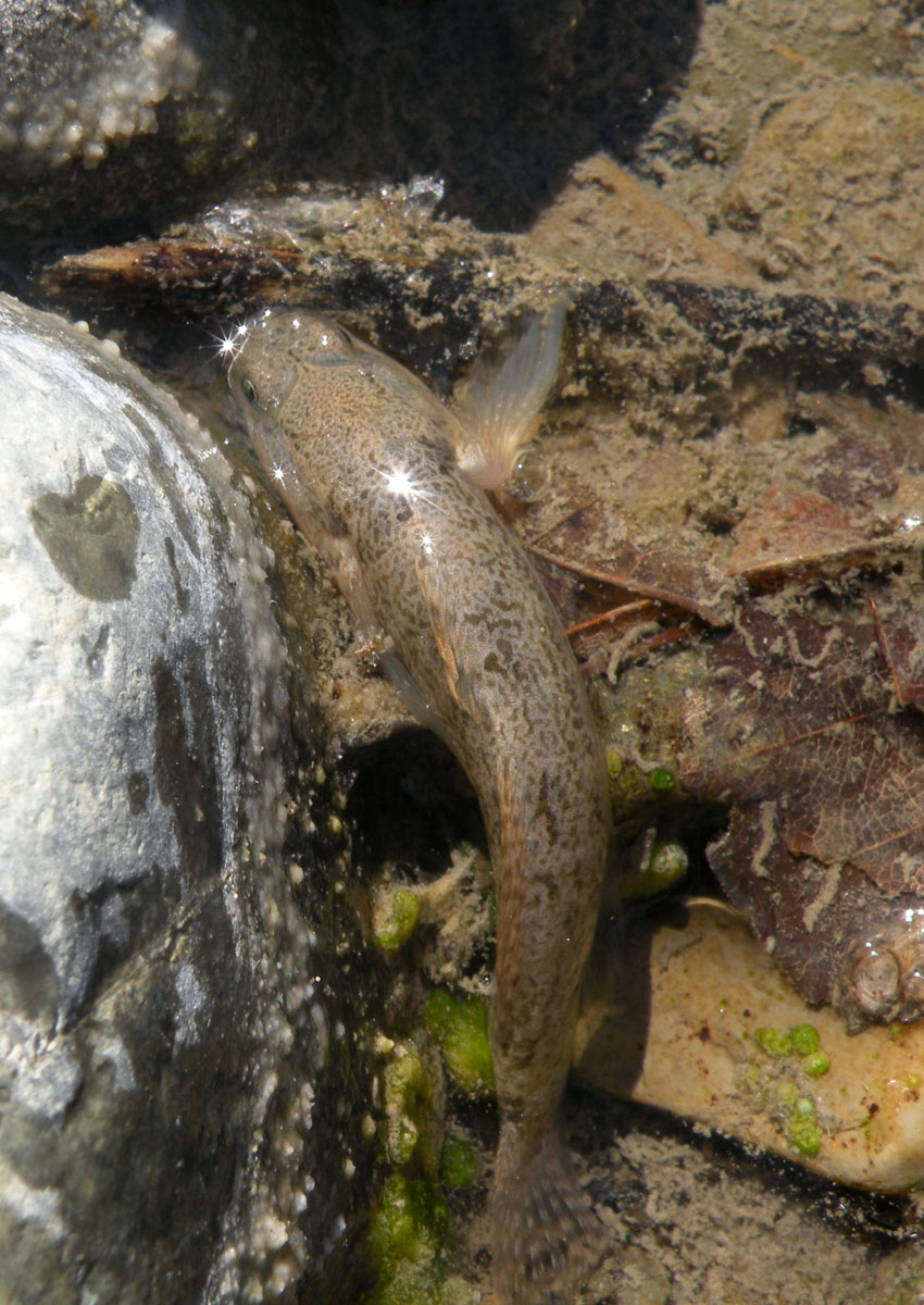 Padogobius bonelli, giusto? Si